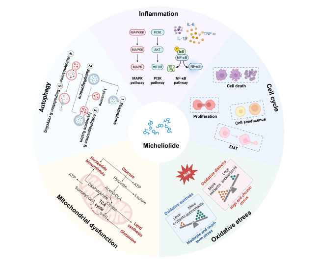Therapeutic Potential of Micheliolide and ACT001 in Age-Related