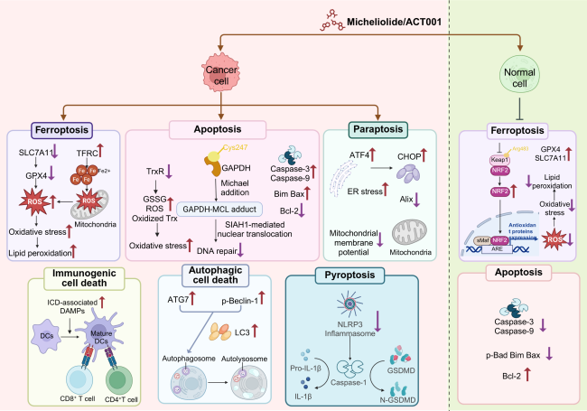 Therapeutic Potential of Micheliolide and ACT001 in Age-Related