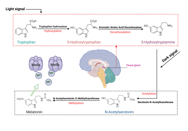 de calcify your pineal gland with glutathione Melatonin in Circadian Rhythm and Brain Health: Neuroprotective Effects and Therapeutic Potential The Science of the Pineal