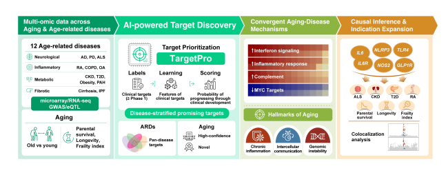 Integrating AI and Causal Genetics to Prioritize Therapeutic Targets for Aging and Age-Related Diseases