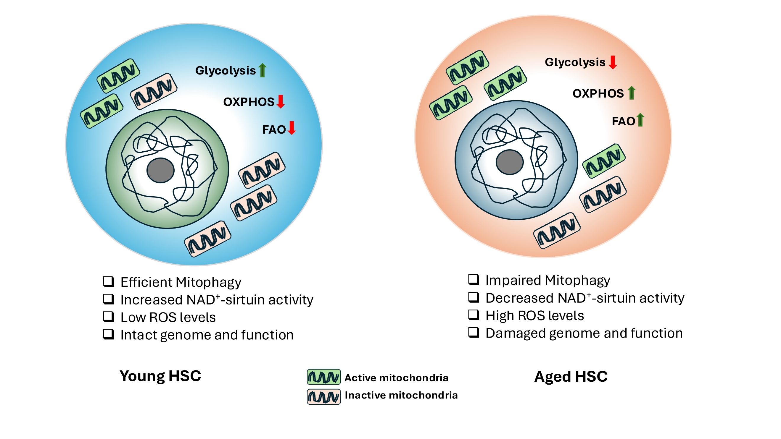 Metabolism of Young and Aged Hematopoietic and Acute Myeloid Leukemia Stem Cells: Insights for Rejuvenation and Therapy