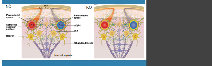 PDF) Translation, cultural adaptation and validation of the Foot Function  Index-revised (FFI-R)