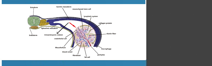 Scientific Basis and Efficacy Biology Diagrams