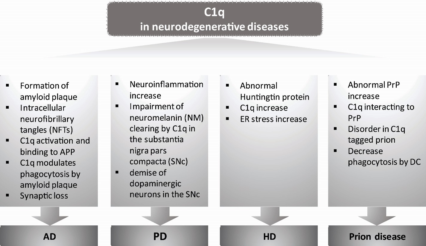 Emerging Roles of Complement Protein C1q in Neurodegeneration